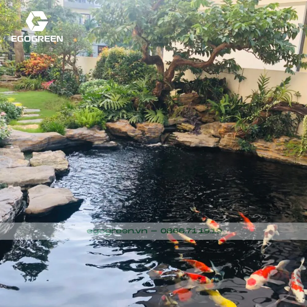 Hồ cá KOI nên đặt bên trái sân vườn